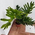 La Casita * Arafo